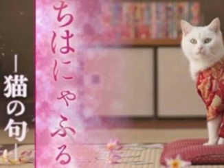 映画「ちはやふる －結び－」の公開に先立ち、猫ちゃんたちが競技かるたの試合シ－ンを再現した「ちはにゃふる －猫の句－」が公開されました。